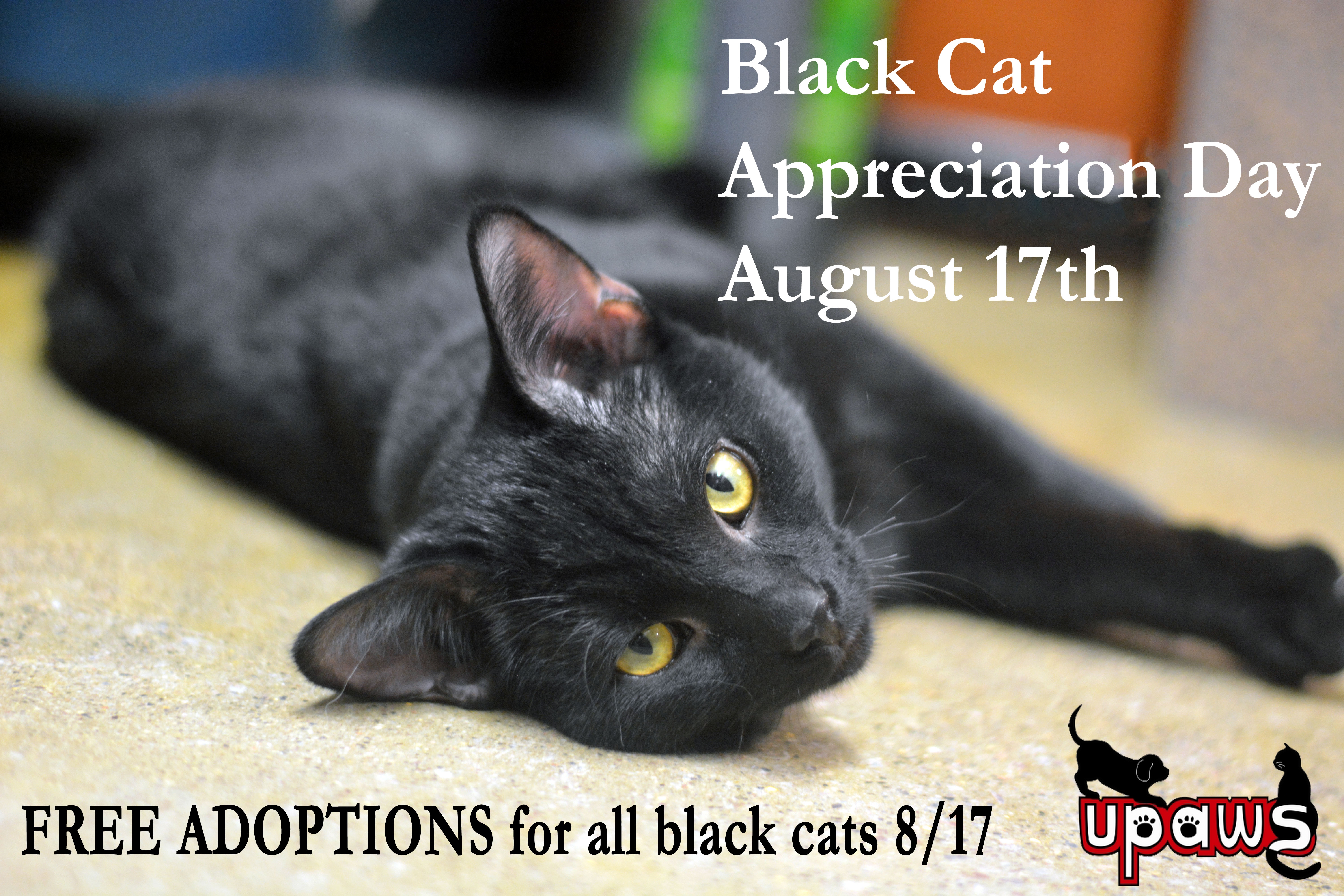 День черного кота 17 августа