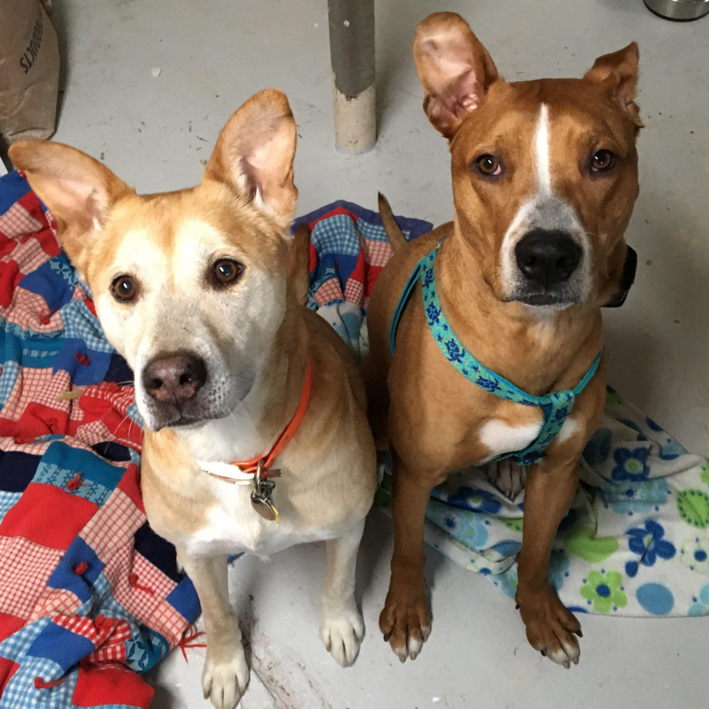 Stanley - Upper Peninsula Animal Welfare Shelter