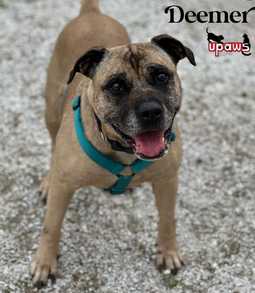 Senior Dogs at UPAWS Fetch Grant - Upper Peninsula Animal Welfare Shelter